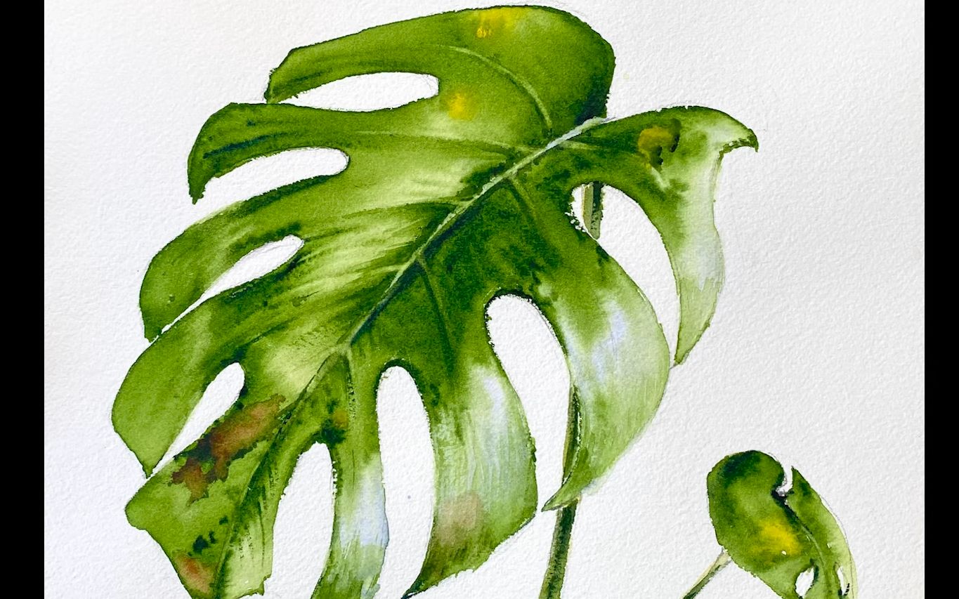 水彩初步---龟背竹叶子