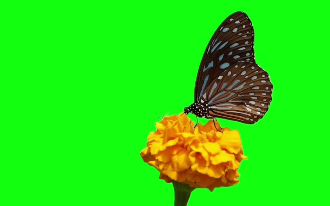 绿幕抠像高清免费视频手机剪辑素材蝴蝶采蜜