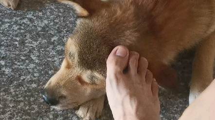 用脚撸中华田园犬,狗子很舒服