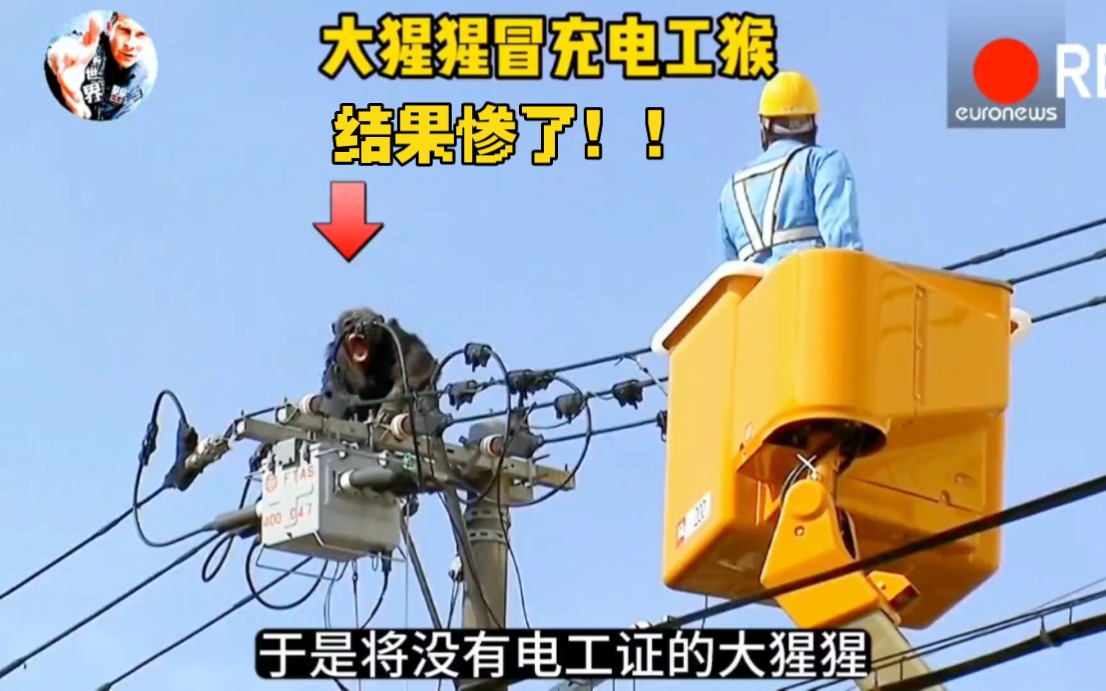 大猩猩硬抢电工猴饭碗,结果惨遭电击