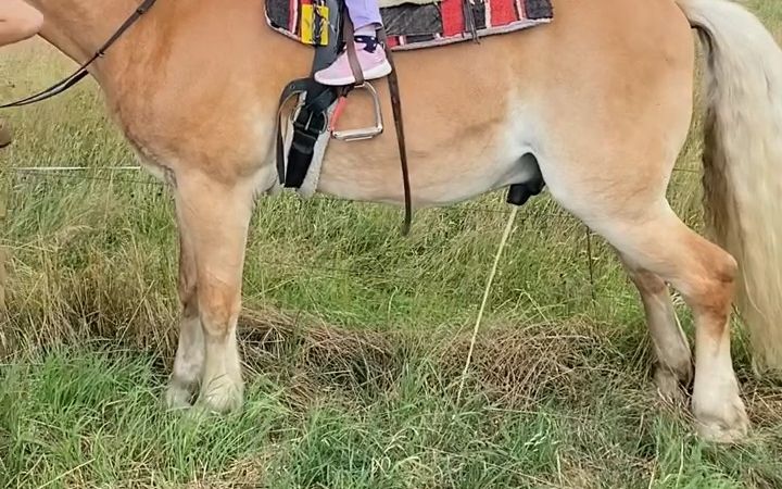 这匹马在草地上尿尿