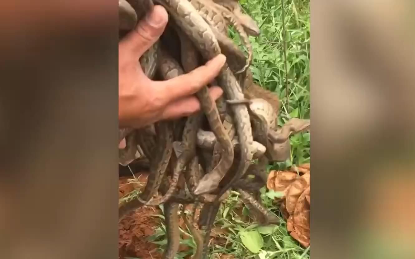 牛人从蛇洞里徒手抓蛇一抓就是一大把