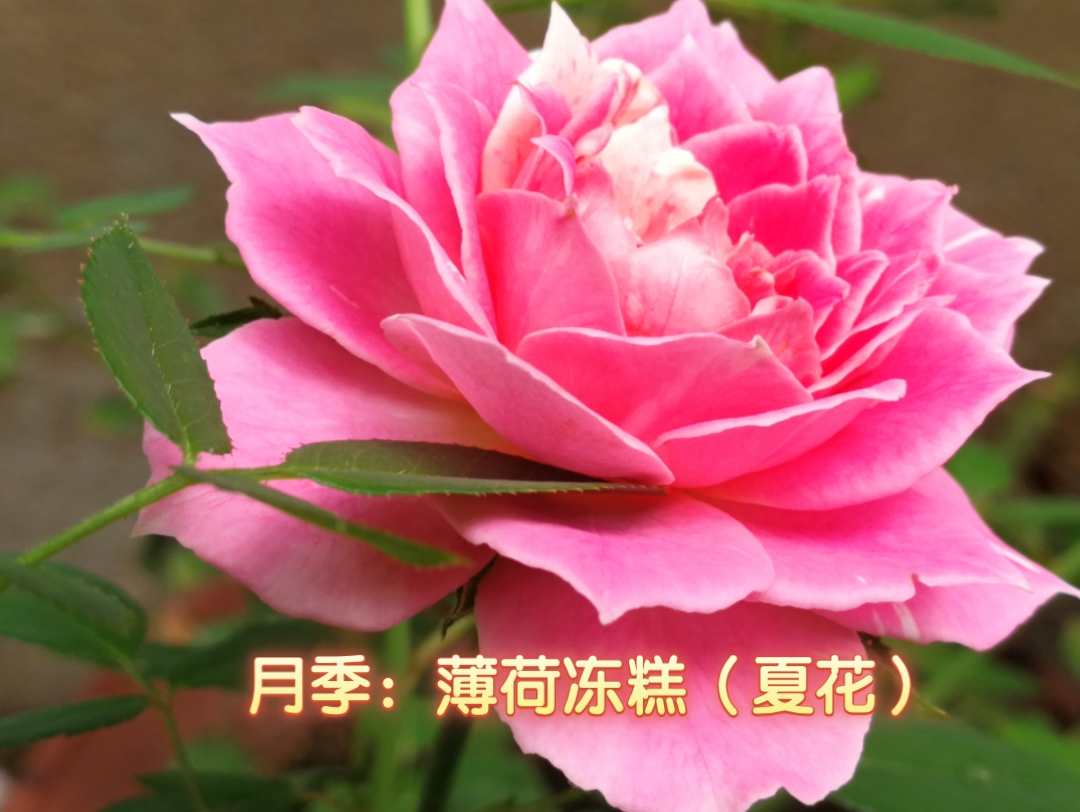 【月季:薄荷冻糕】夏花.