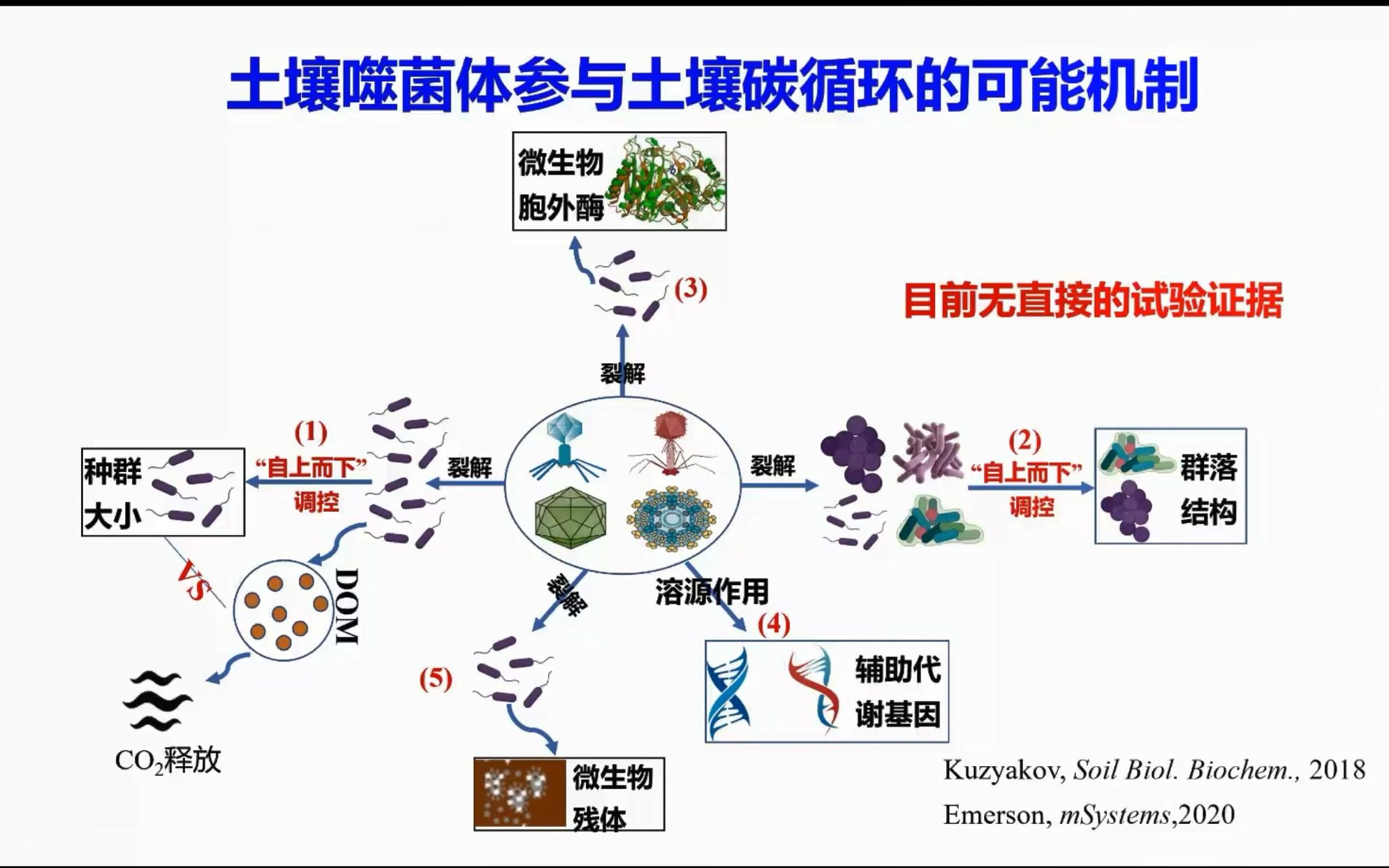 [图]讲座 | 土壤噬菌体对土壤有机质碳转化的影响机制初探（葛体达-宁波大学）