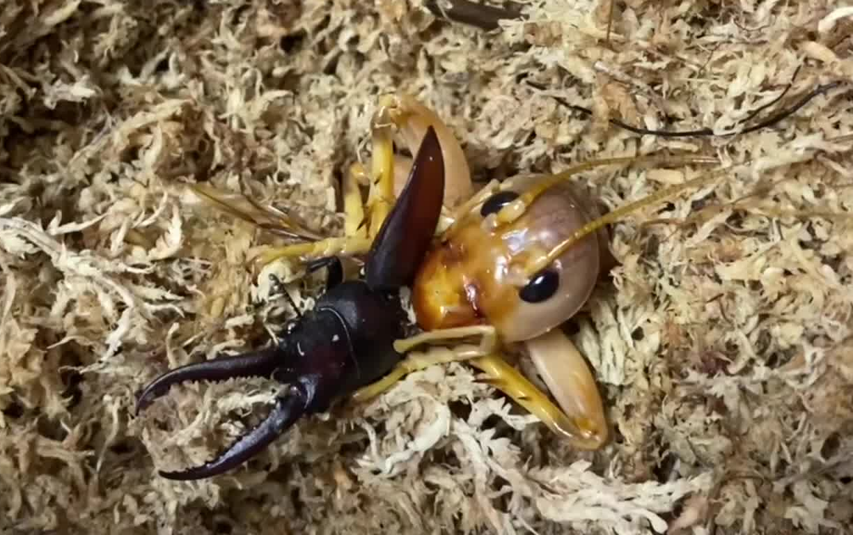 【youtube】sia ferox 若虫捕食日本锯锹