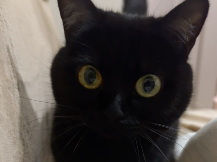 有一只九条命都想跟我过小猫是什么体验