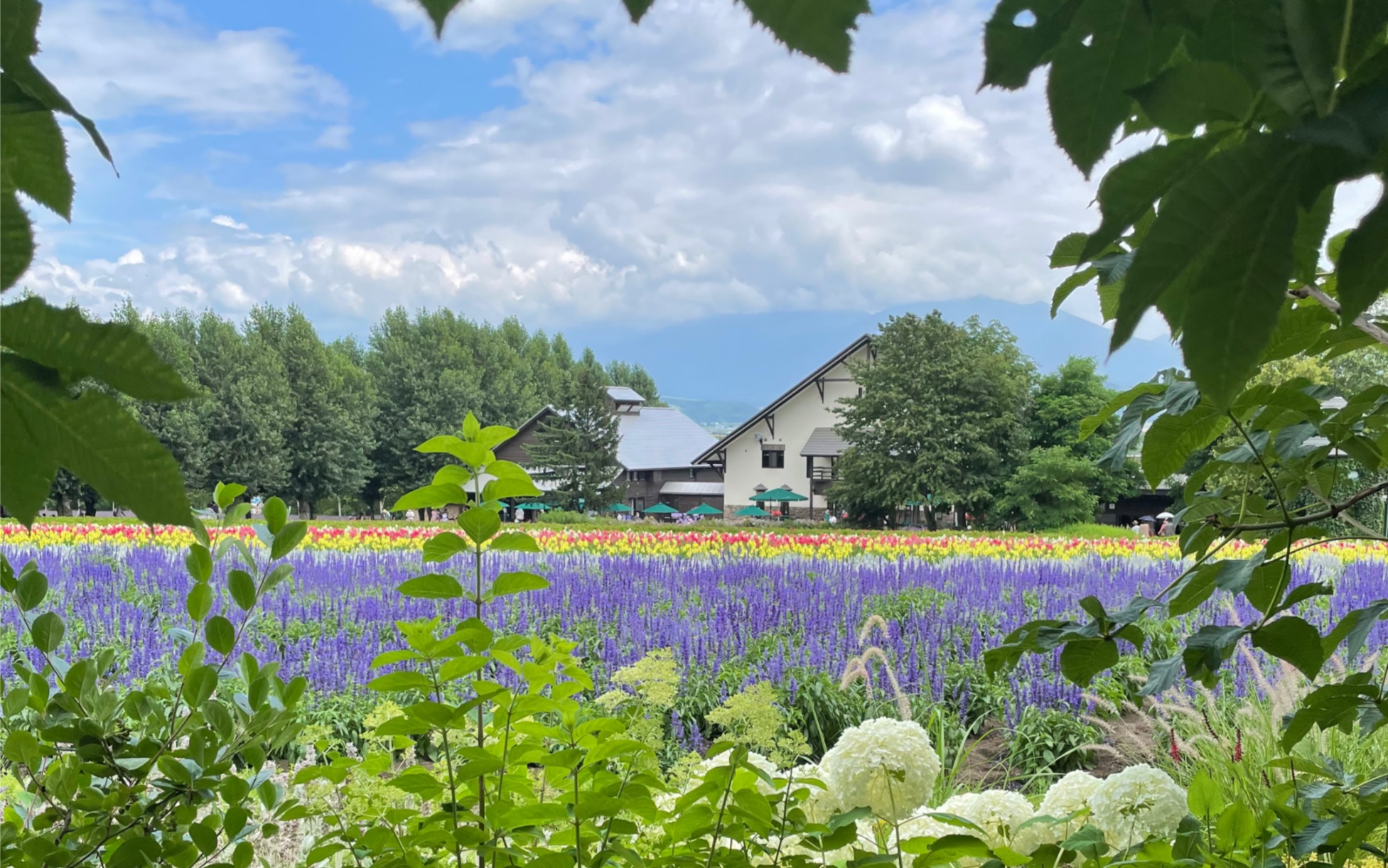 [图]北海道富良野薰衣草田/ファーム富田