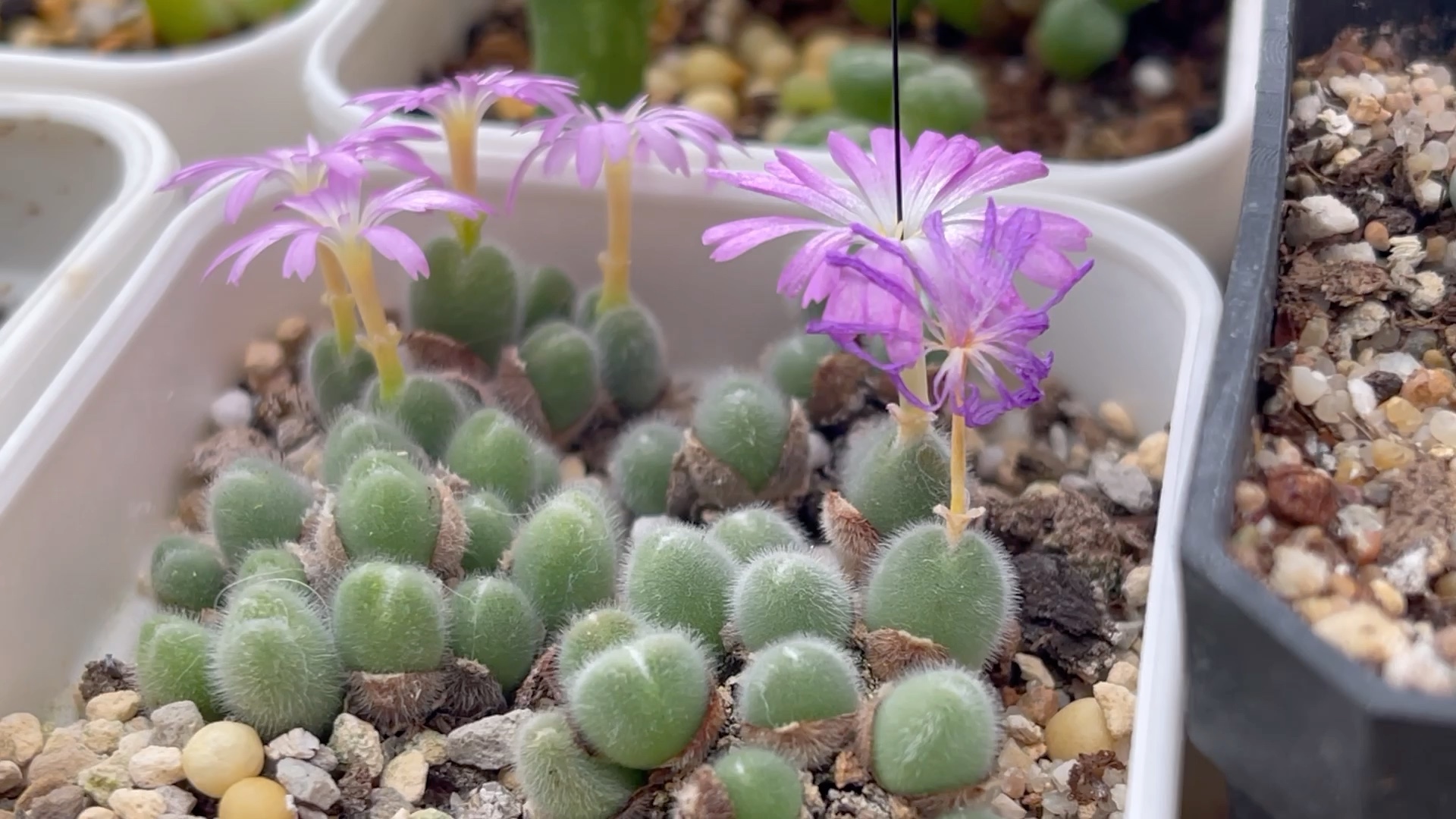多肉植物 肉锥花:小美毛球开花记录