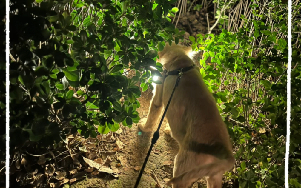 【温柔的橘子喵】最新视频来袭,快来看看吧!