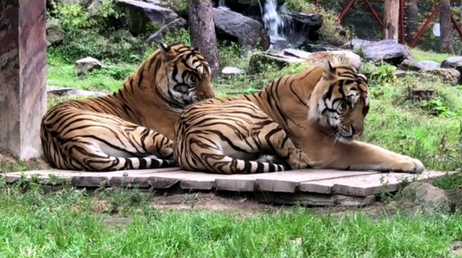 下雨天虎弟给虎哥清理背部卫生