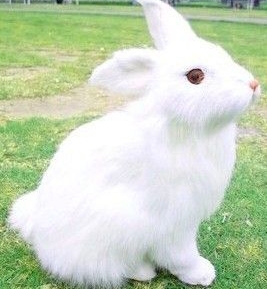小白兔真实玛索图片