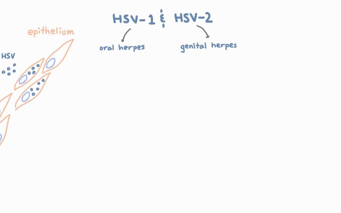 【油管搬运 | 微生物】单纯疱疹病毒 | HSV 1 and 2  Pathogenesis of Oral and Genital Herpes哔哩哔哩bilibili