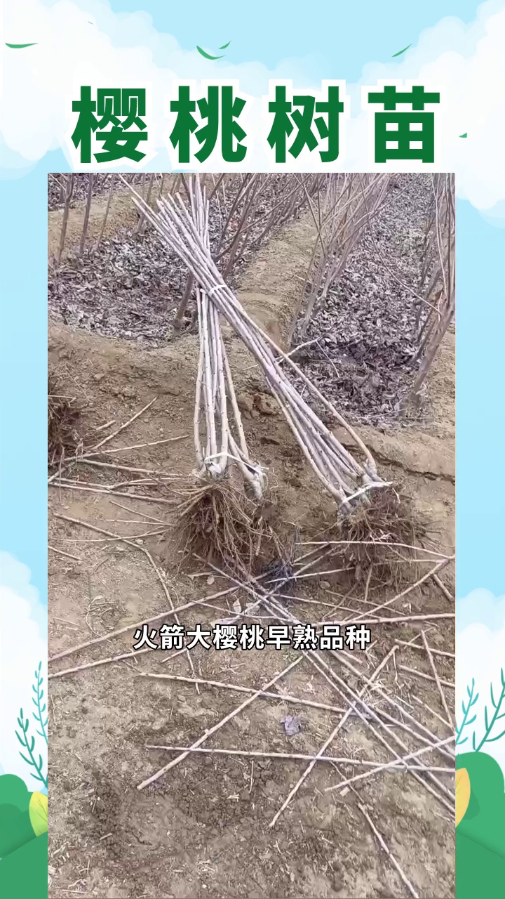 樱桃树苗的树干直立还是斜生长更好?