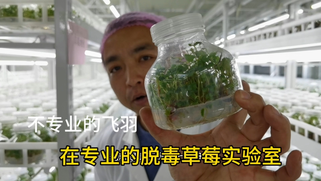 脱毒草莓苗?多少人被这名字"忽悠"过?