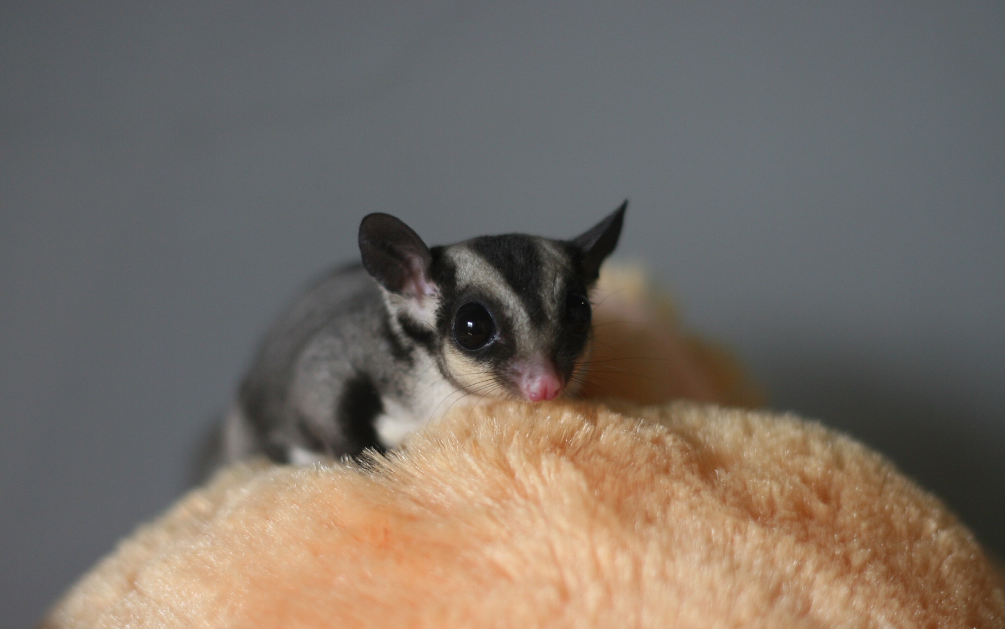 【蜜袋鼯】蜜袋鼯到嘴的大肉虫子越狱了!