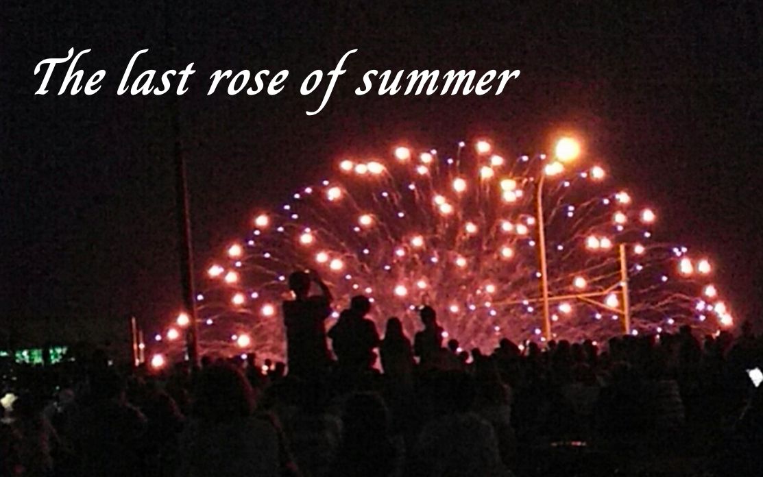 [图]【文月选】The last rose of summer 夏日最后的玫瑰