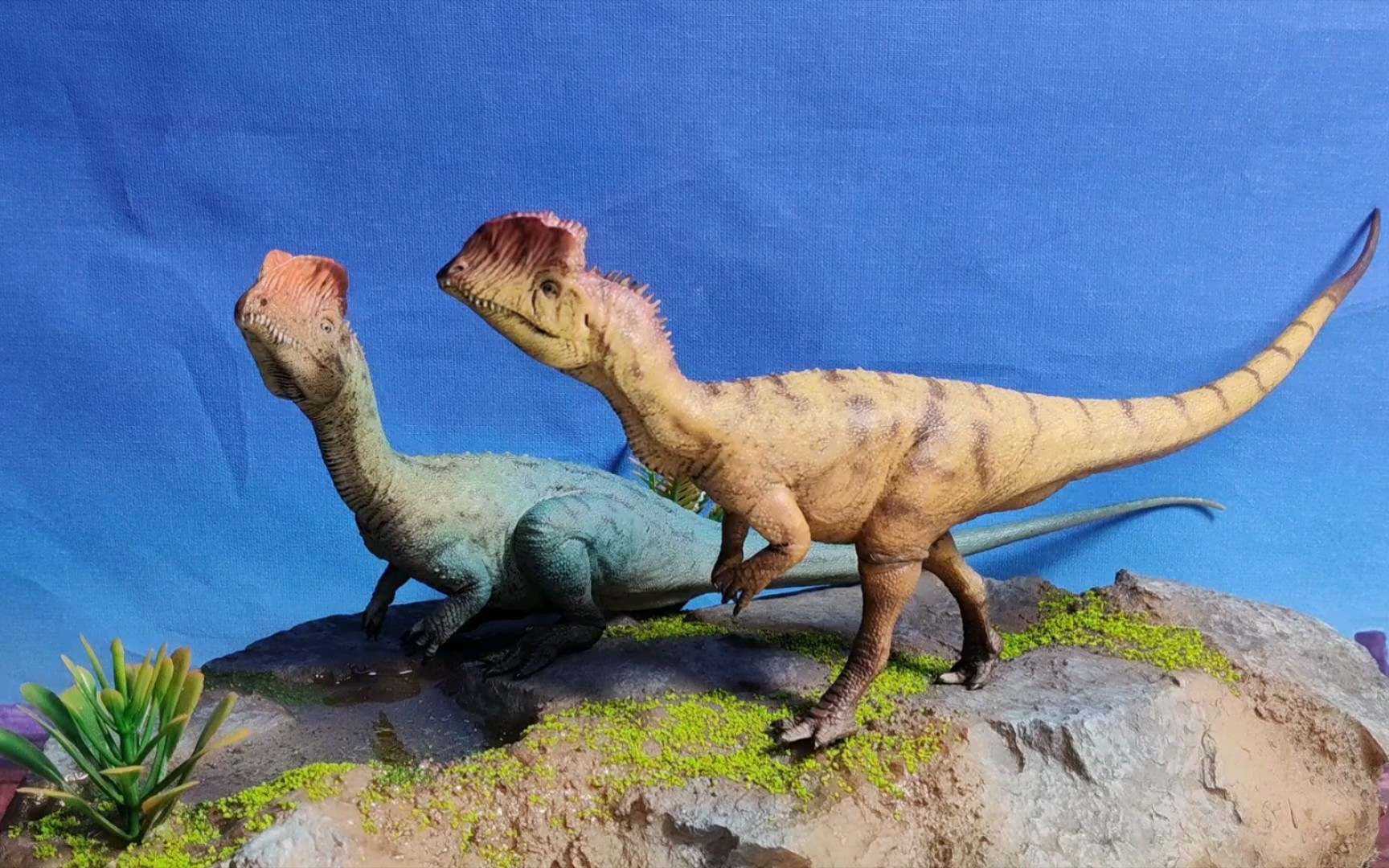(恐龙模型)好龙谷1:35比例双脊龙模型套装测评