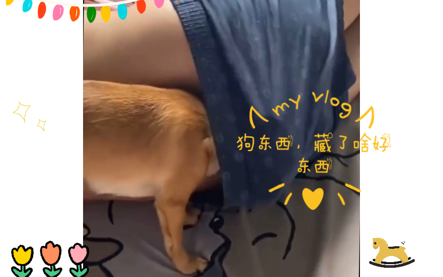 狗东西,藏了啥好东西哔哩哔哩bilibili