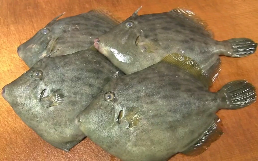 扒皮鱼 皮匠鱼 刺身