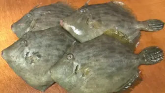 棘黑角鱼刺身 哔哩哔哩 Bilibili