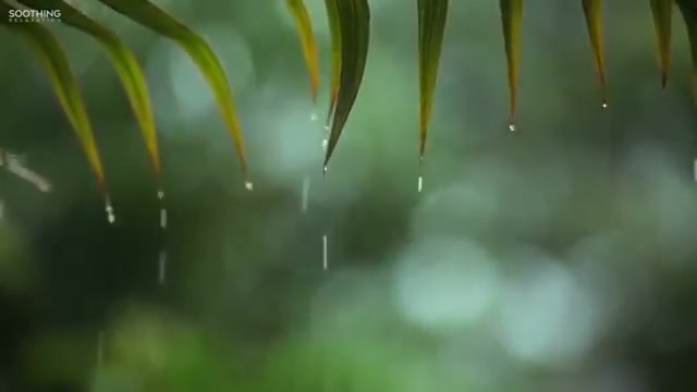 [图]【AMSR白噪音】Relaxing Music & Soft Rain Sounds