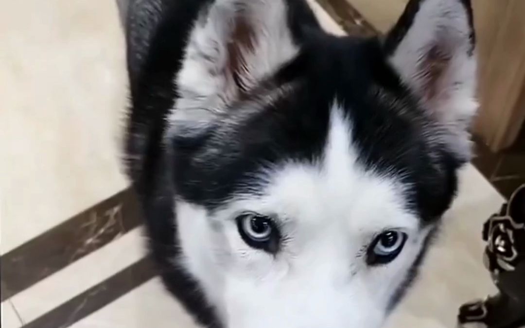 盘点那些成精了的二哈,绝对能听懂人话 #搞笑哈士奇