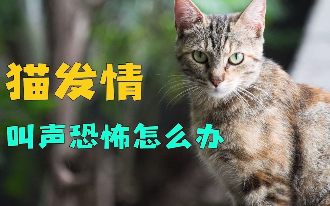 猫发情叫声恐怖怎么办哔哩哔哩bilibili