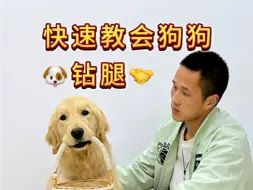 Download Video: 狗狗钻腿训练方法