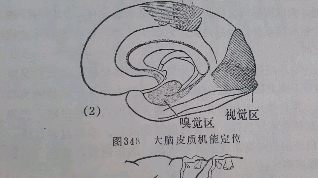 大脑皮质机能定位和大脑皮质运动区和感觉区的定位(示意图)哔哩哔哩bilibili