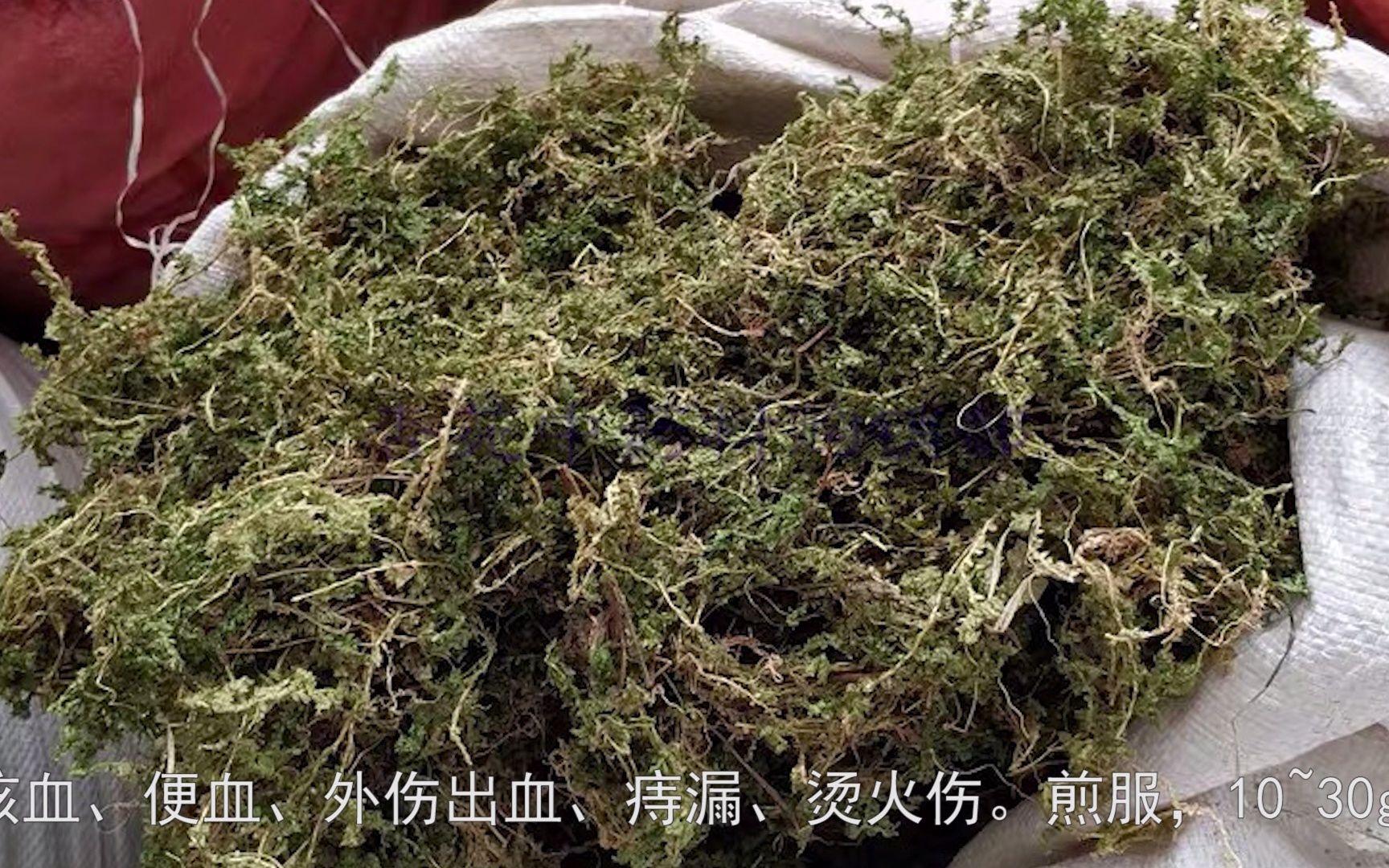 [图]第二期 1500中草药野外识别-翠云草