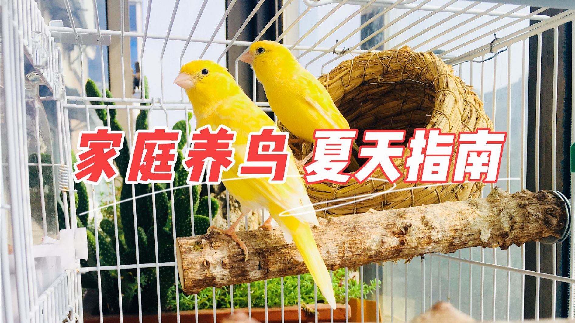 家庭笼养鸟夏季养护，最全攻略
