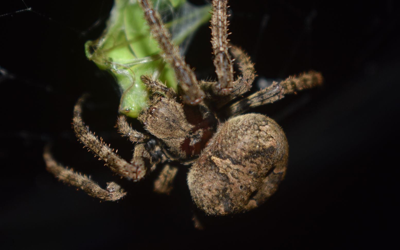 大腹园蛛捕食绿蚂蚱