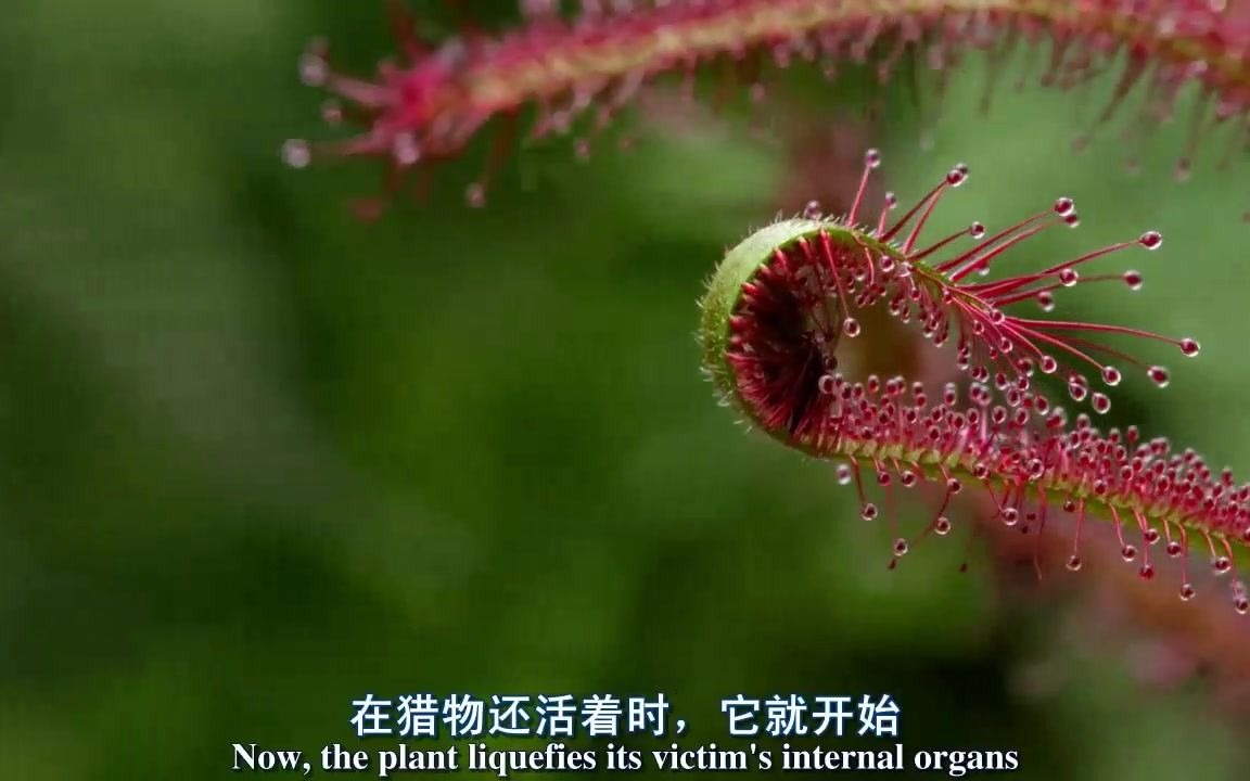 植物(合集)哔哩哔哩bilibili