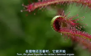 Download Video: 植物（合集）