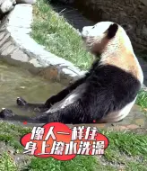 Скачать видео: #看大熊猫玩水好治愈 大熊猫洗澡人里人气的还知道往身上撩水#大熊猫有多萌 #来这吸熊猫 #动物的迷惑行为 #动物成精了