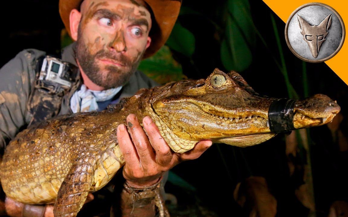 【狼叔野外探险】捕捉危险的凯门鳄_哔哩哔哩 (゜-゜)つロ 干杯