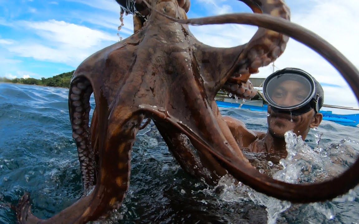 国外捕捞太平洋章鱼,体型达到50斤重的巨物,巨无霸八爪鱼太稀有