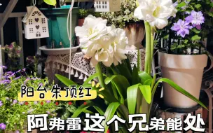 Download Video: 【阳台园艺】阿弗雷这个品种能处