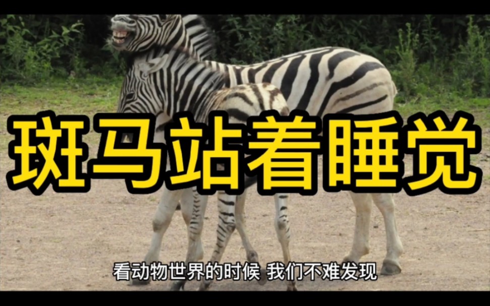 活动  斑马站着睡觉