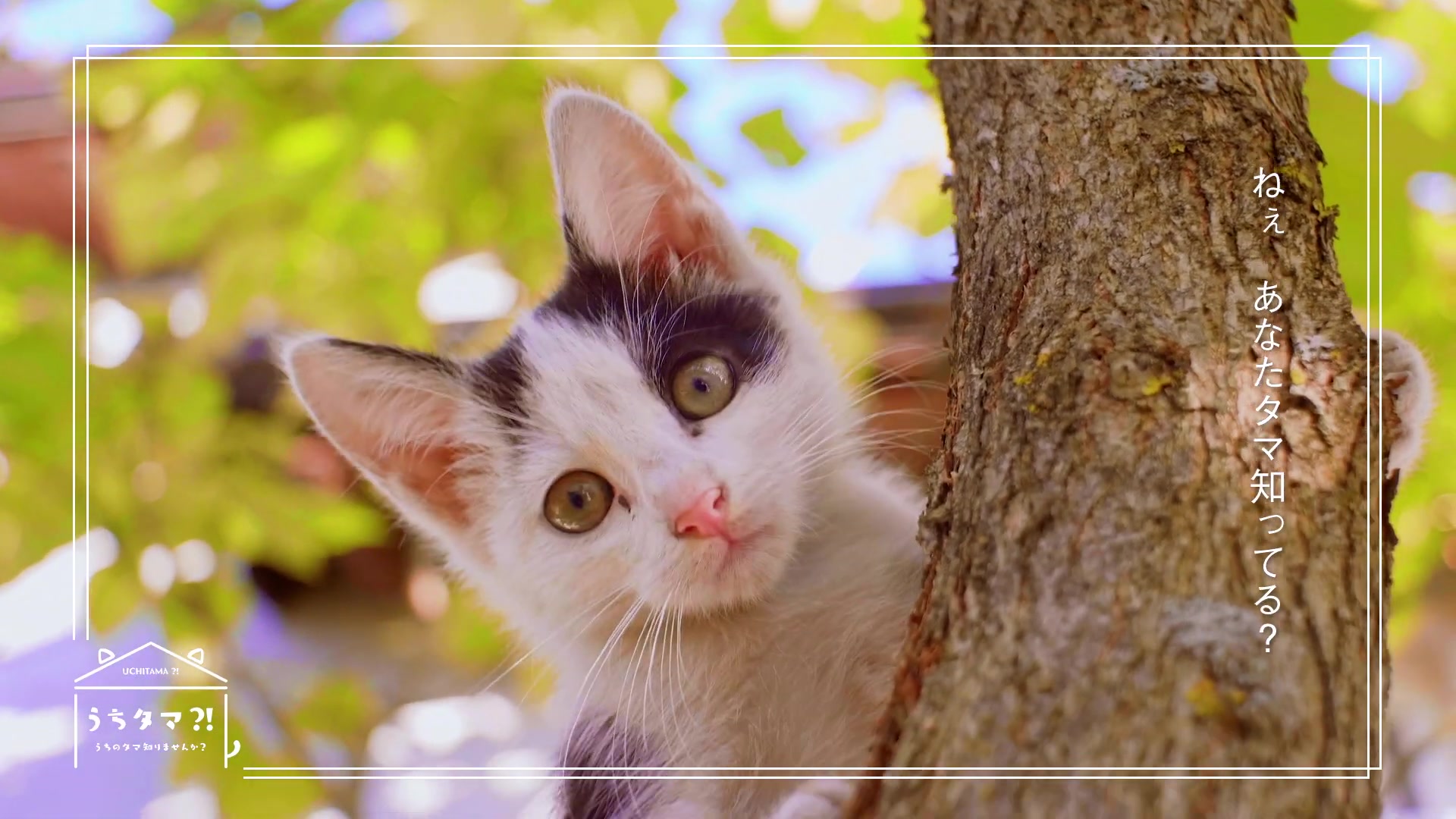 2020年1月猫狗宠物街角色语音解禁cmコマver