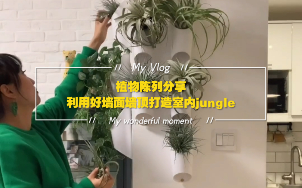 植物陈列分享~利用好墙面墙顶打造室内jungle!哔哩哔哩bilibili