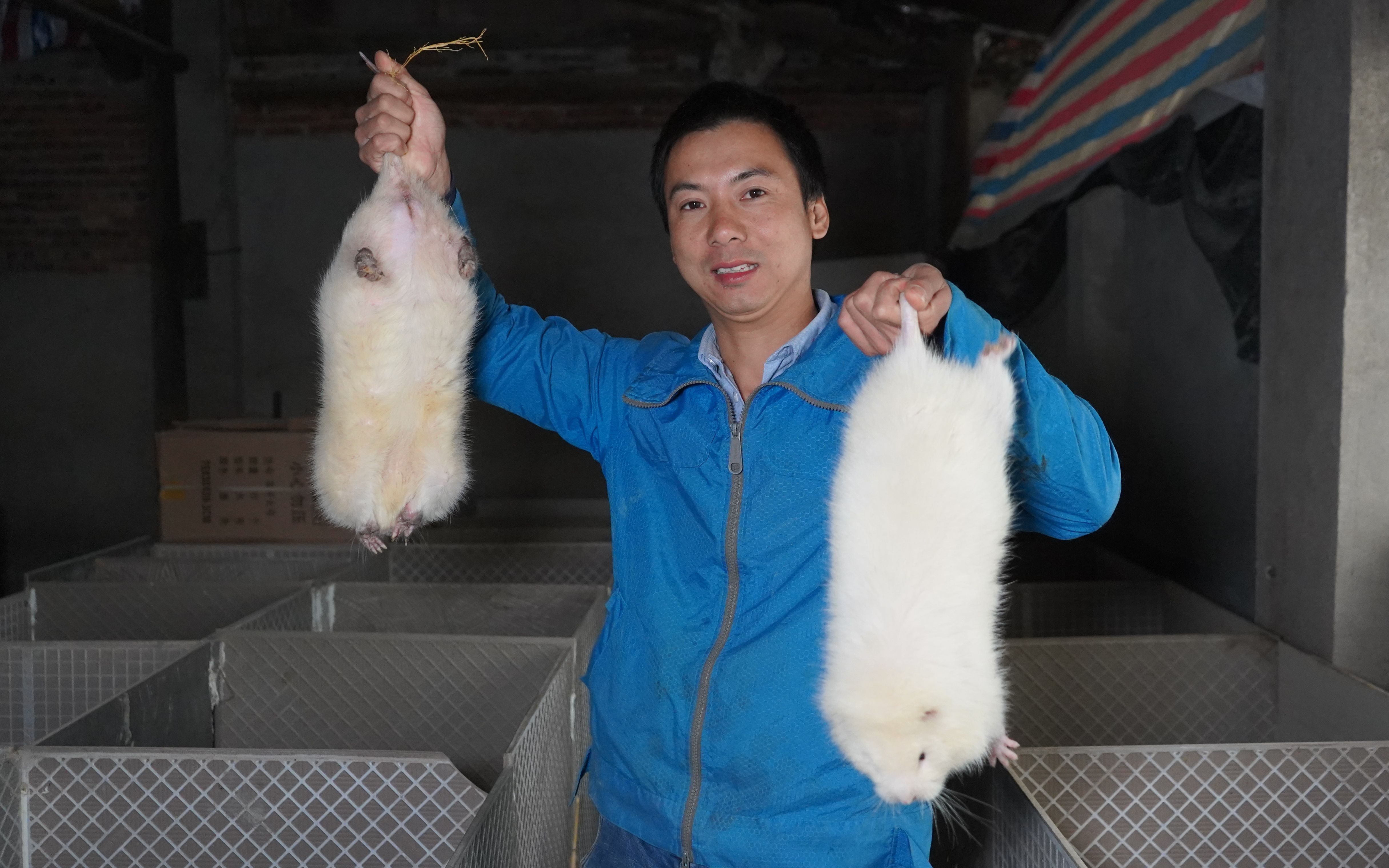 华农兄弟天冷看一下竹鼠有没有感冒顺便丢点稻草给猪做窝