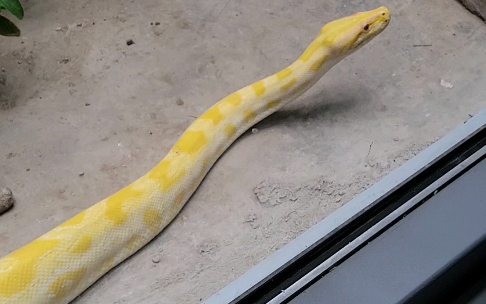 北京动物园黄金大蟒蛇图片