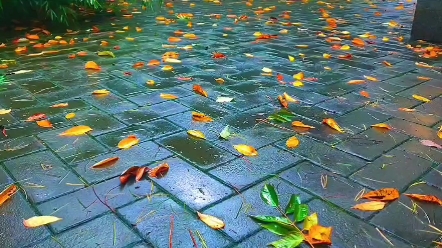 [图]空山新雨秋叶黄，孤芳自赏意彷徨。触景生情泪如涌，前路茫茫漫尘烟。回首往事情依旧，心若无悲哪有伤。#一场秋雨一场寒#落叶知秋风渐凉#降温了照顾好自己