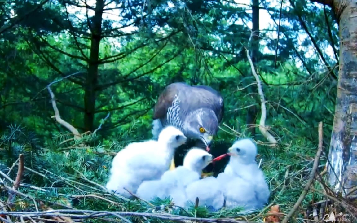 苍鹰幼鸟:妈妈,下次捕大点的,这都不够吃