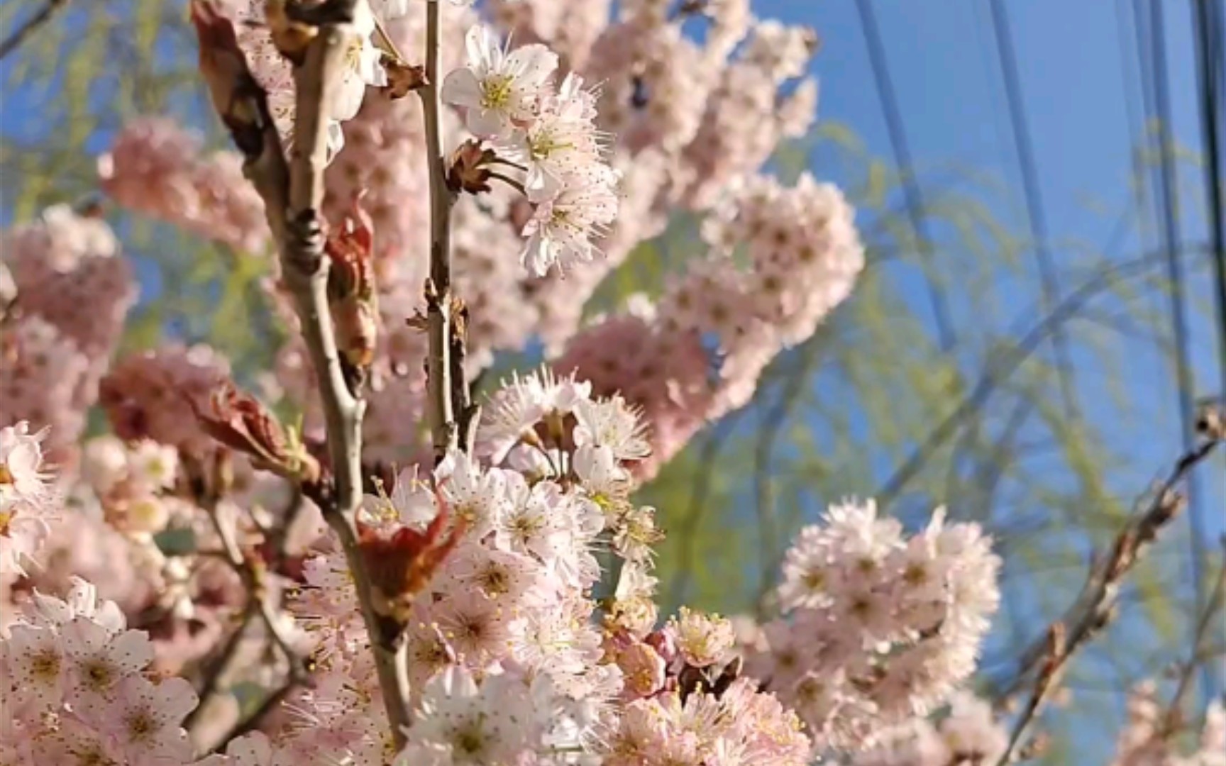 [图]樱桃花