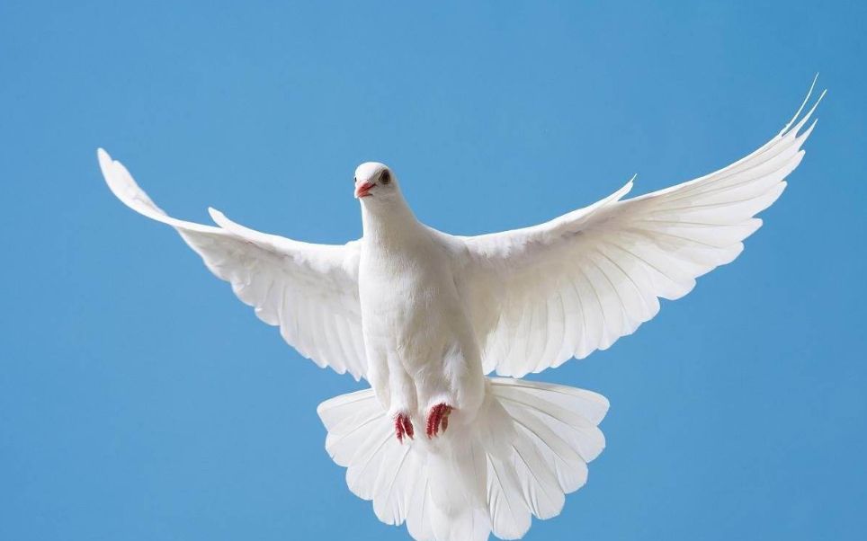 如今代表和平的鸽子,曾一度成为战场上捕杀的目标,全因日军无耻