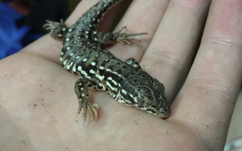 补发丽斑麻蜥开箱视频