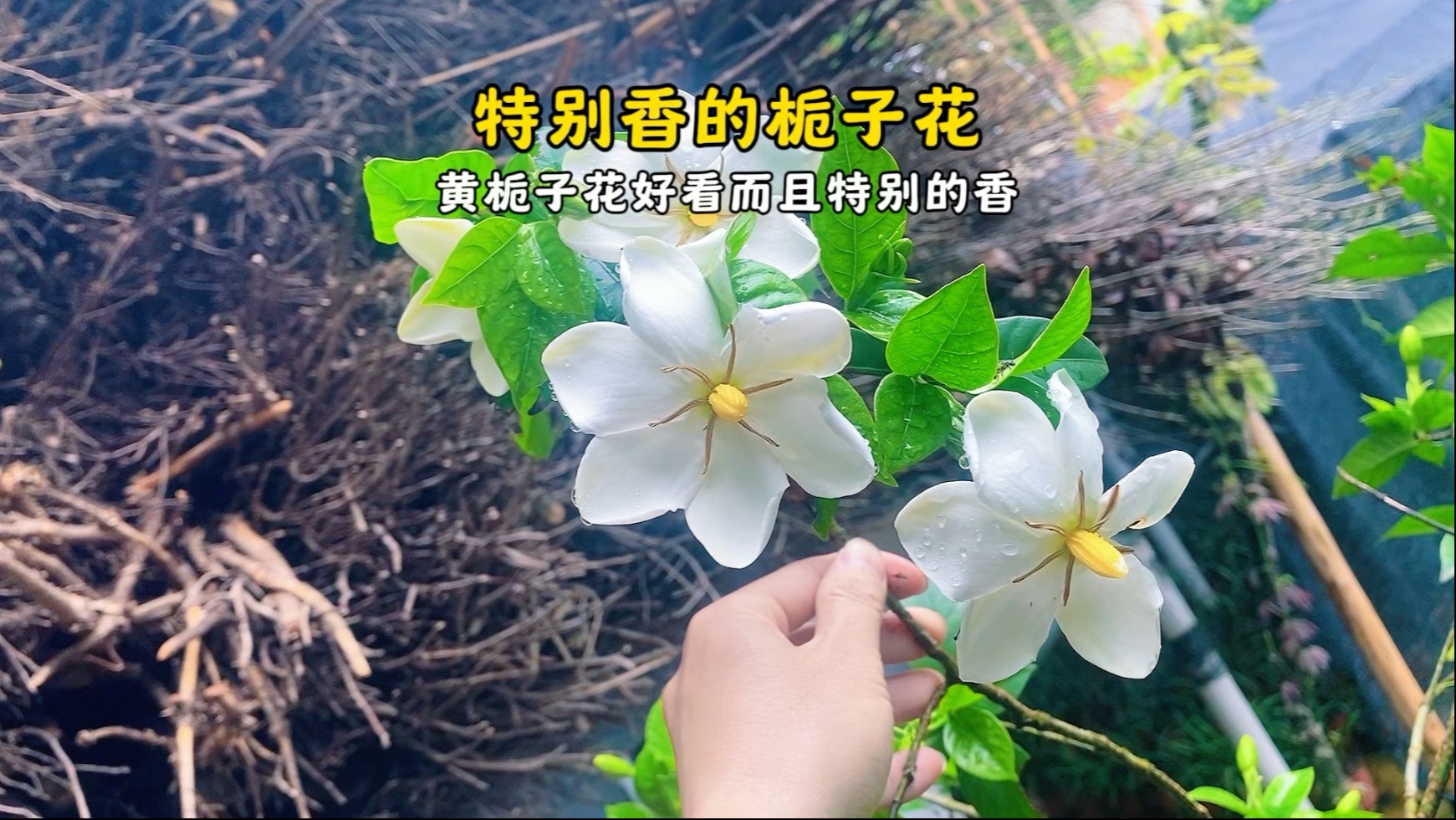 特别香的栀子花，黄栀子花好看，而且特别香