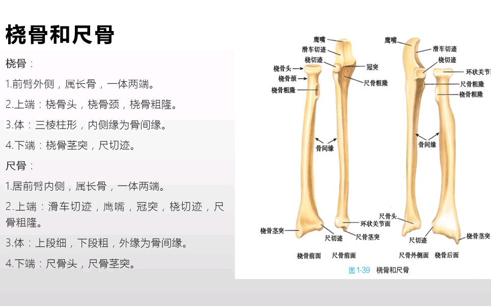 系统解剖学上肢骨之自由上肢骨(2)哔哩哔哩bilibili